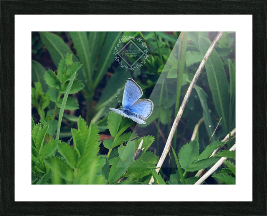 Violet Butterfly Picture Frame print