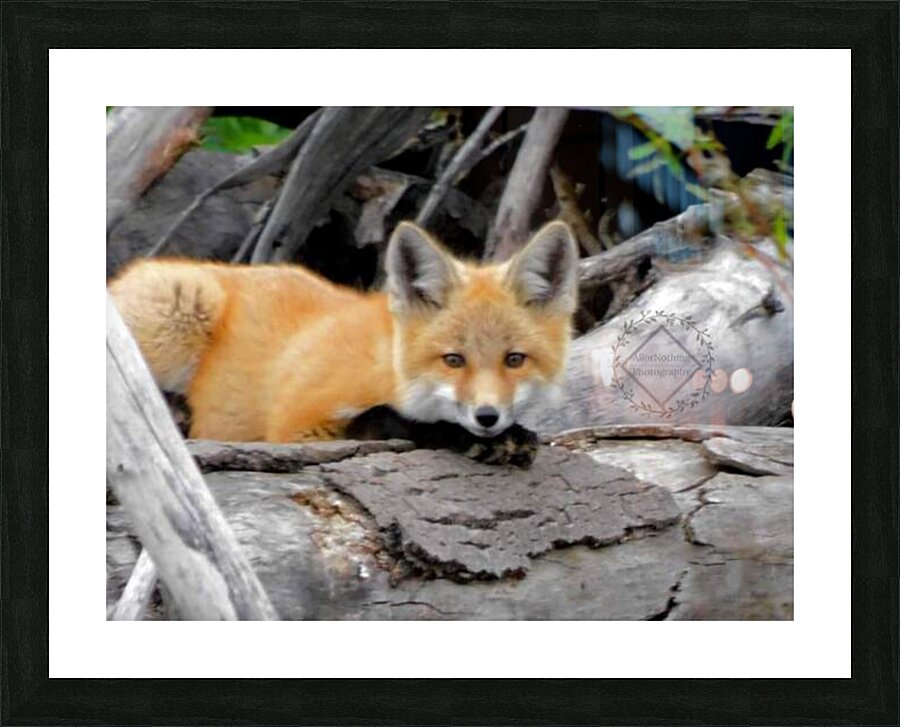 Curious Fox Picture Frame print