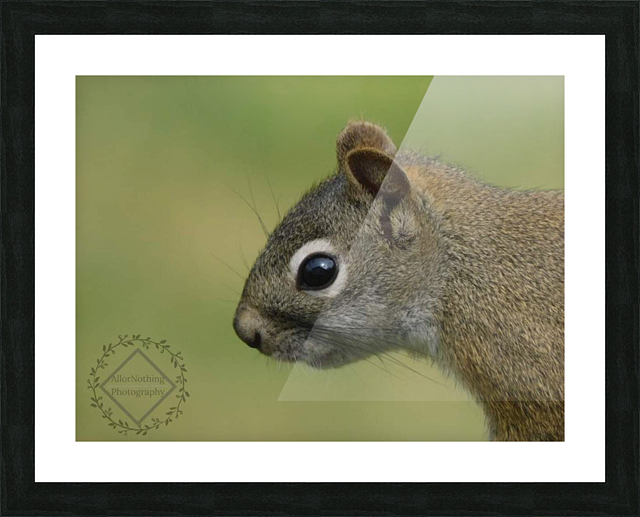 Focused Squirrel Picture Frame print