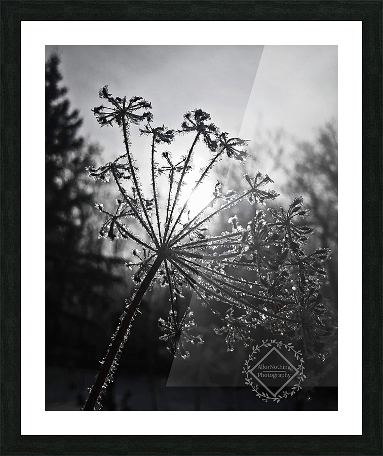 Dill Frost Picture Frame print