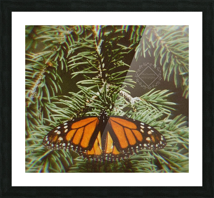 Resting Monarch Picture Frame print