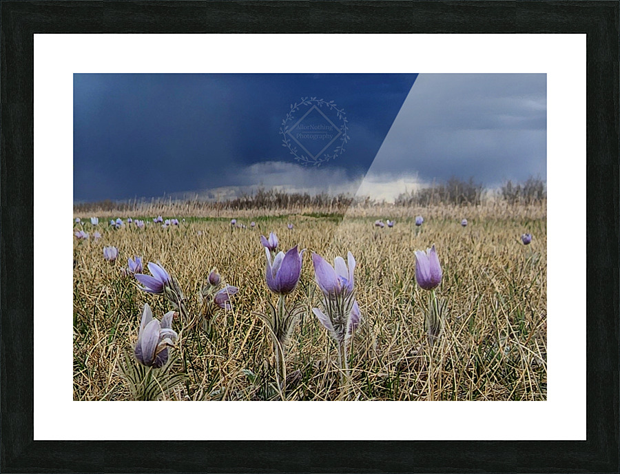 Stormy Crocus Picture Frame print
