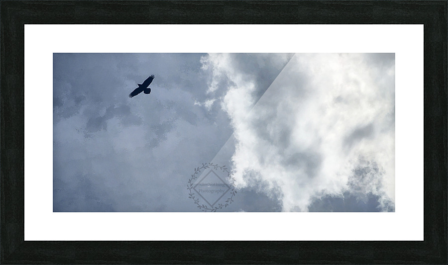 Eagle in flight Picture Frame print