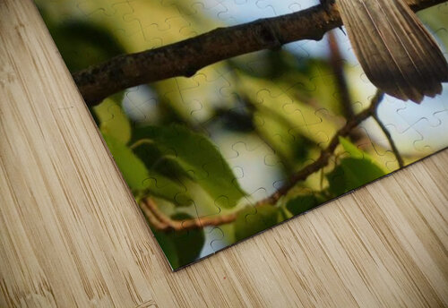 Catbird at Sunset Ashton Leigh Lerat puzzle