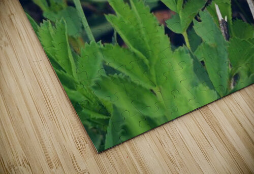 Violet Butterfly Ashton Leigh Lerat puzzle