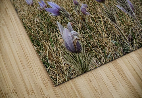 Stormy Crocus Ashton Leigh Lerat puzzle
