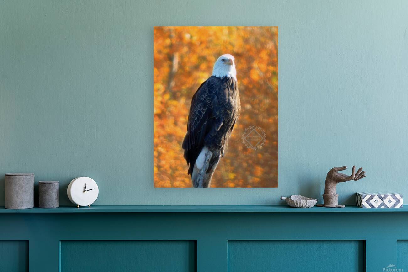 Autumn Eagle Reproduction
