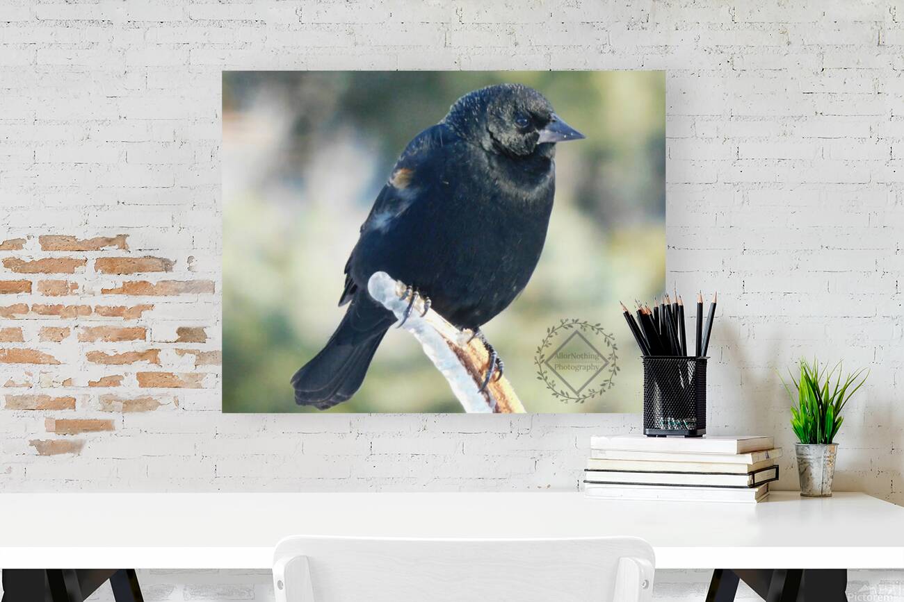 Chilly Blackbird Reproduction