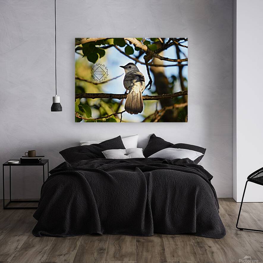 Catbird at Sunset Reproduction
