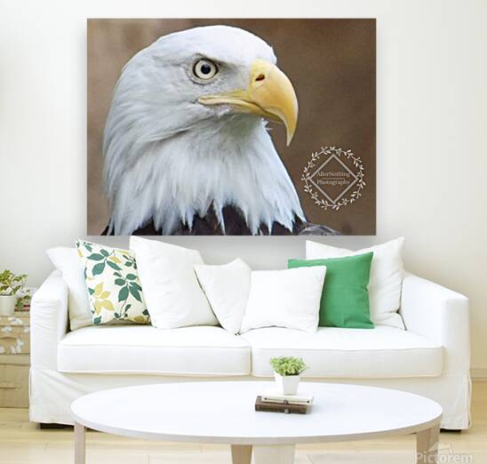 Bald Eagle Reproduction