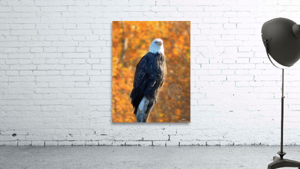 Autumn Eagle Wall Preview