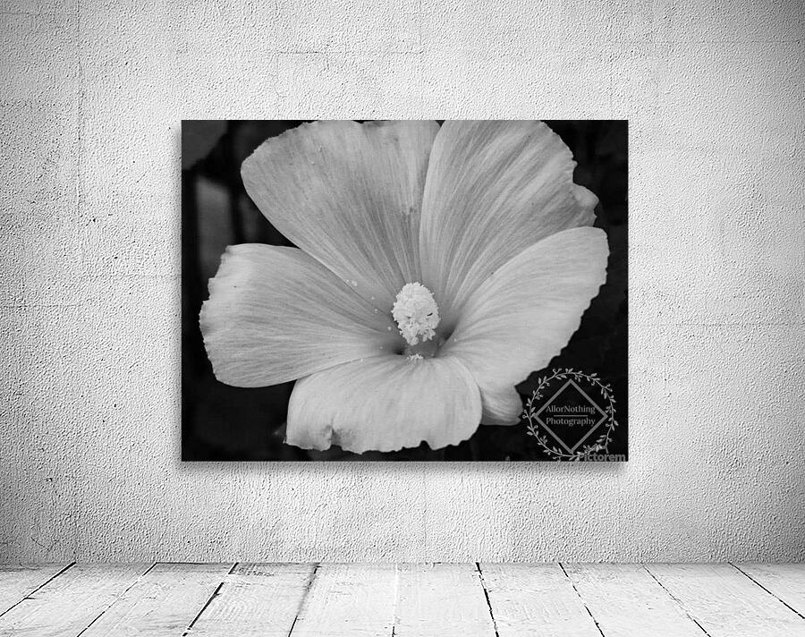 Lavatera  Wall Preview