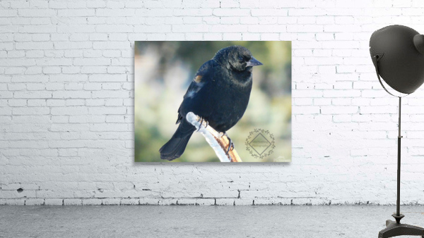 Chilly Blackbird Wall Preview