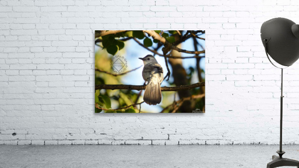 Catbird at Sunset Wall Preview