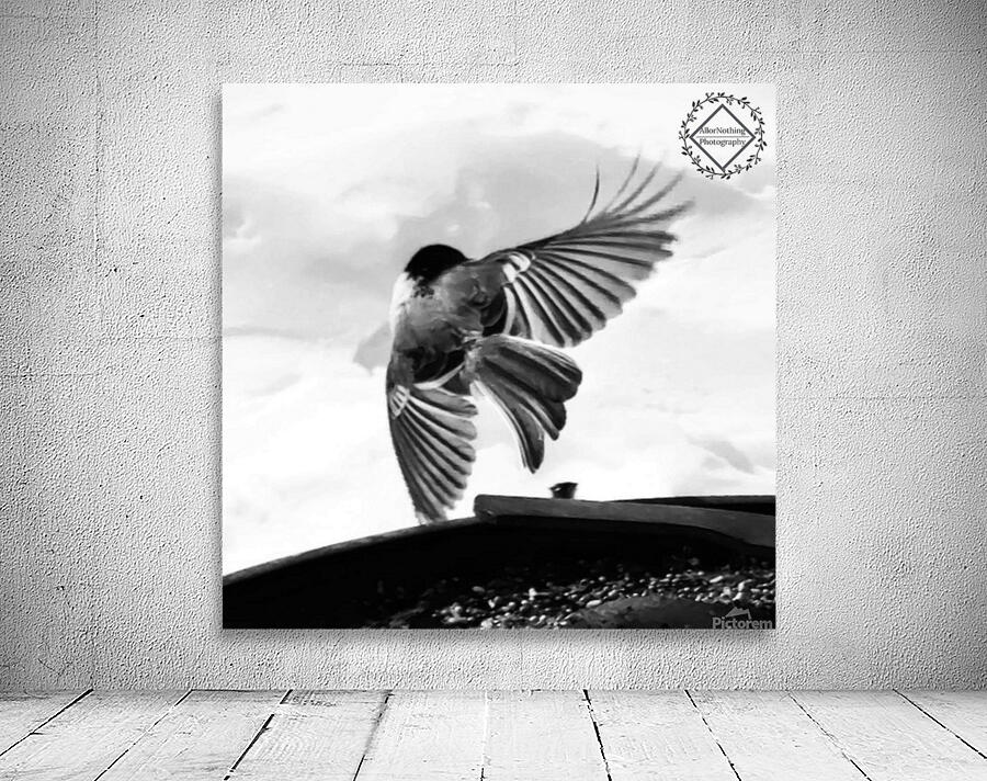 Chickadee Take Off Wall Preview