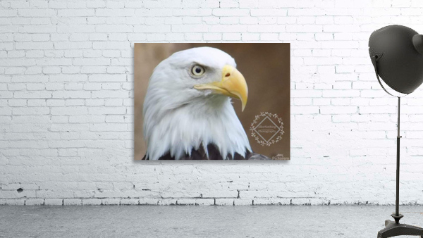 Bald Eagle Wall Preview