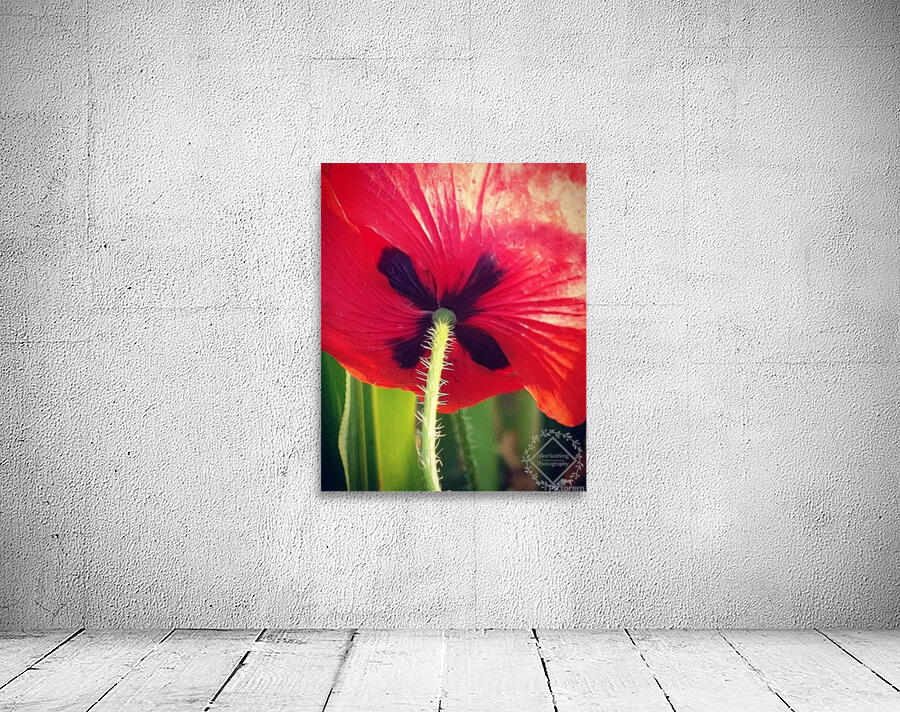 PoppyX Wall Preview