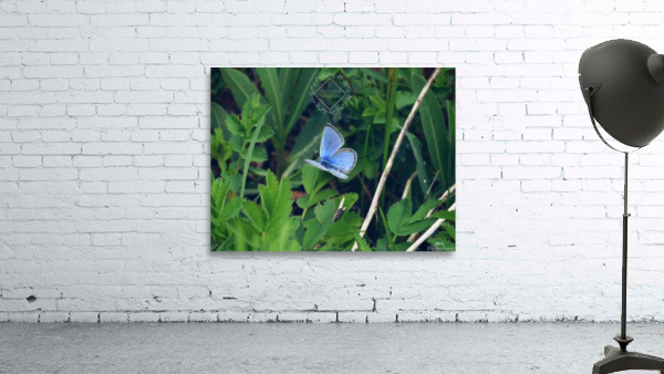 Violet Butterfly Wall Preview