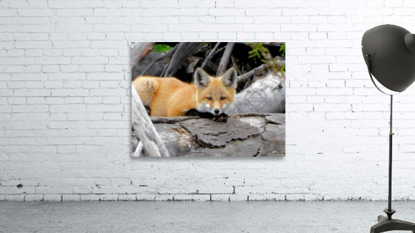 Curious Fox Wall Preview