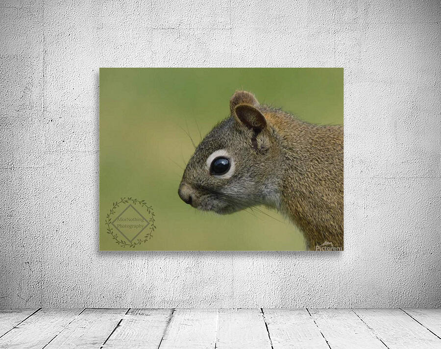Focused Squirrel Wall Preview