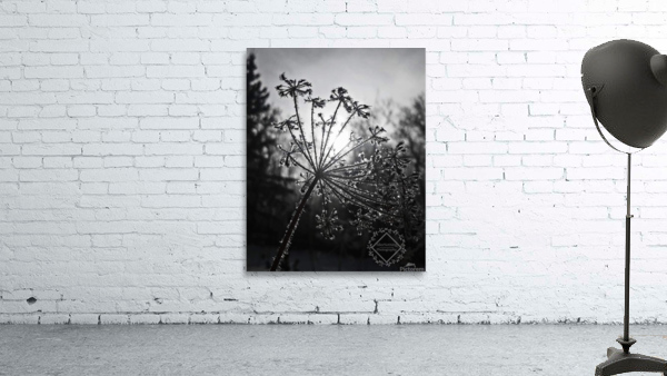 Dill Frost Wall Preview