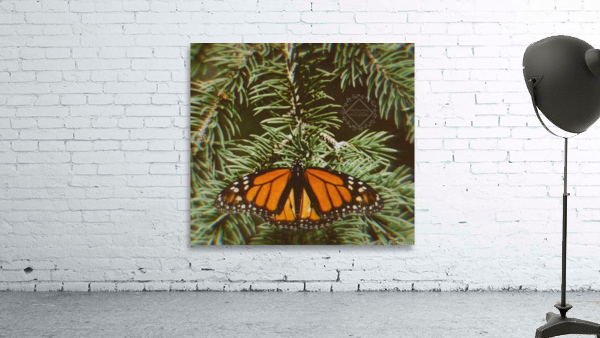 Resting Monarch Wall Preview