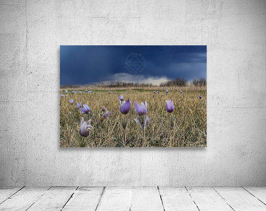 Stormy Crocus Wall Preview