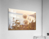 Dandelions Acrylic Print