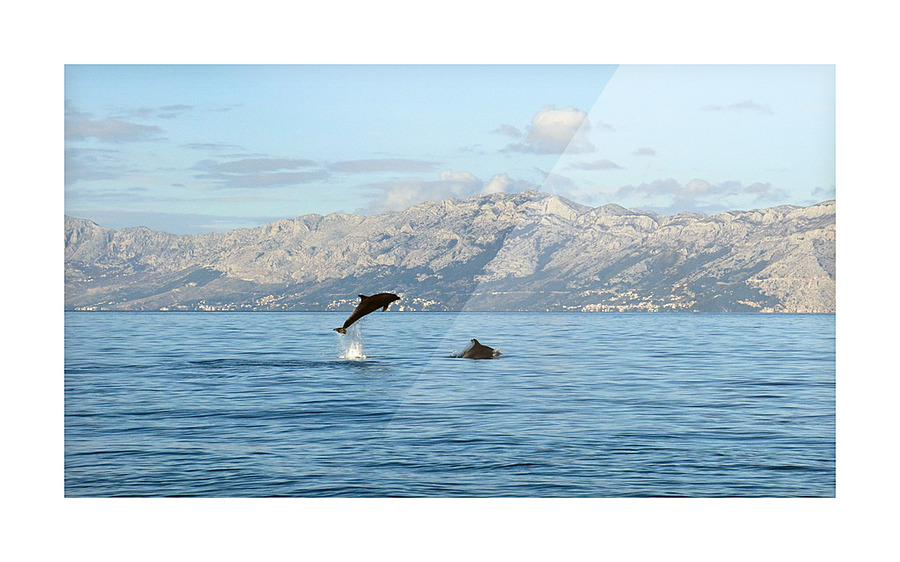 Dolphins Picture Frame print