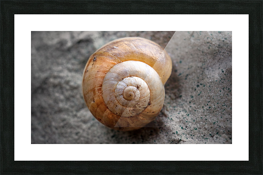 Fibonacci Picture Frame print