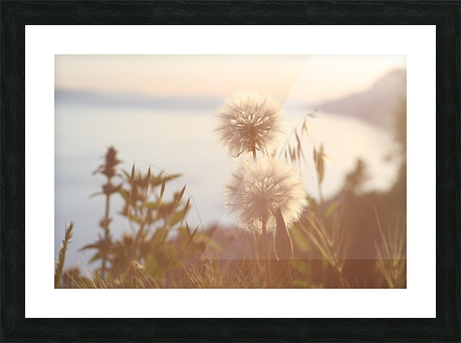 Dandelions Picture Frame print