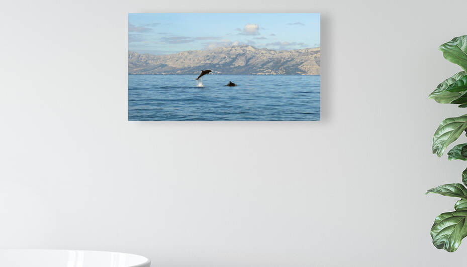 Dolphins by Doimo Antonini