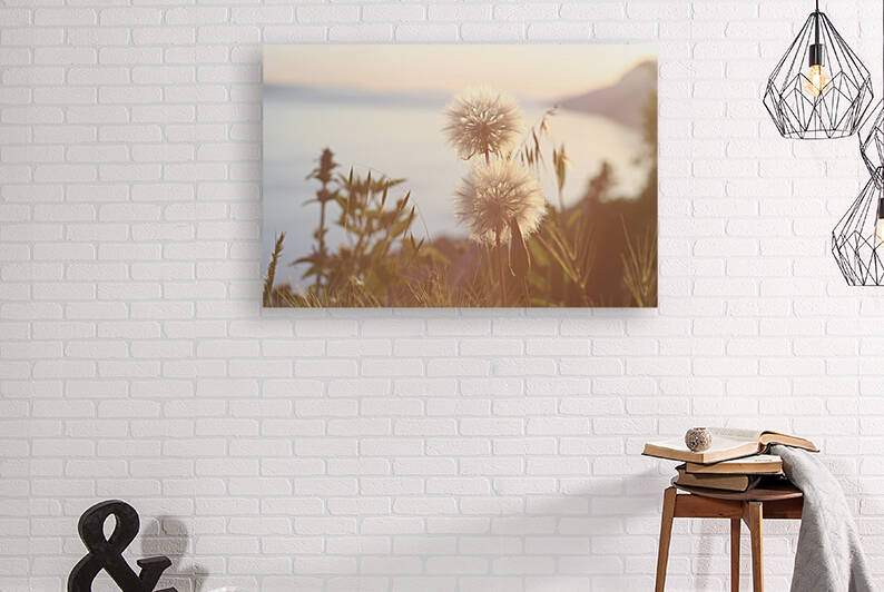 Dandelions by Doimo Antonini
