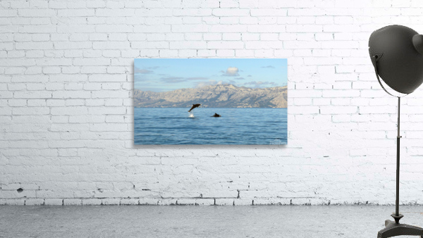 Dolphins Wall Preview