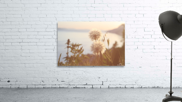 Dandelions Wall Preview