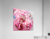 pink shades Acrylic Print
