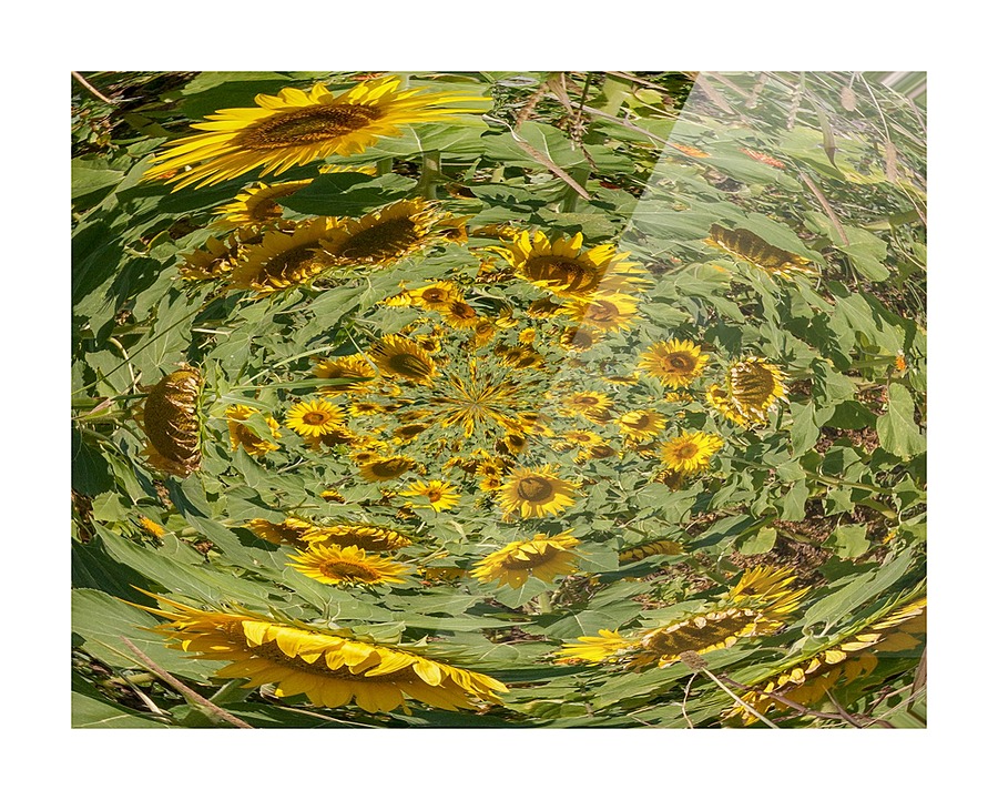 sunflowers vortex Picture Frame print
