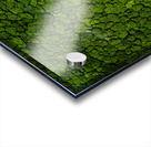 Trees From Above Acrylic print