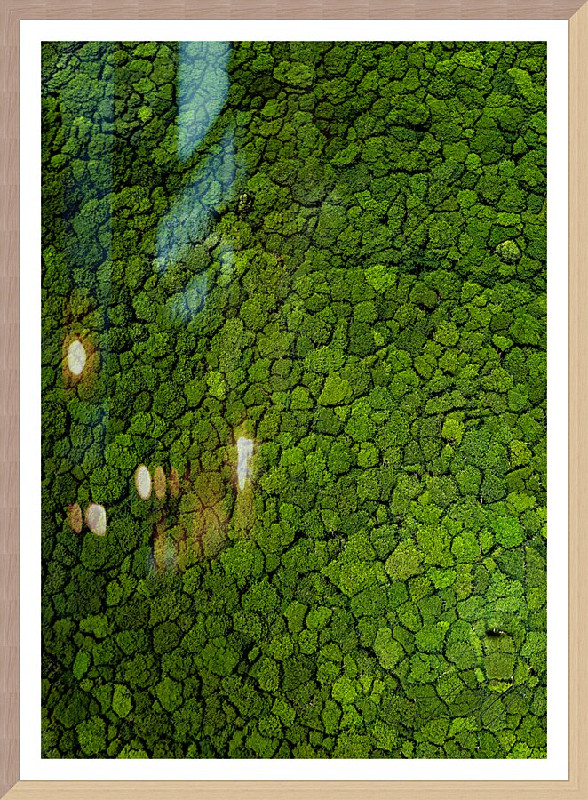 Trees From Above Picture Frame print