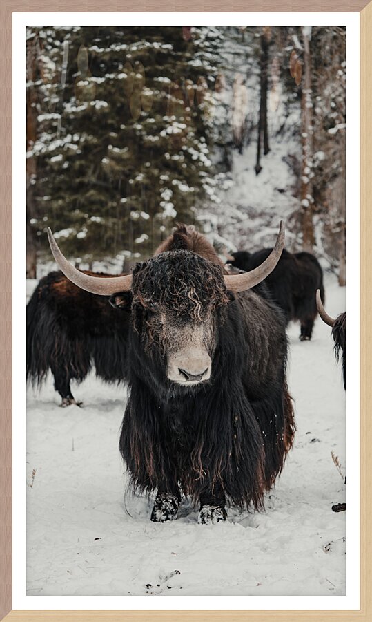 The Yak Picture Frame print
