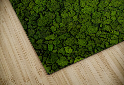 Trees From Above Karter Machen puzzle