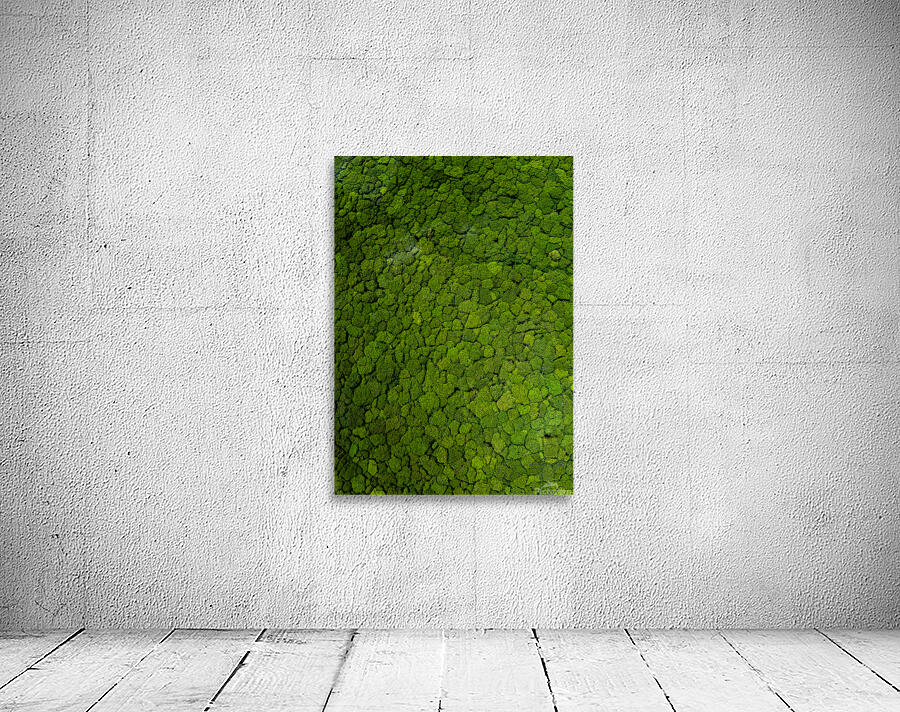 Trees From Above Wall Preview