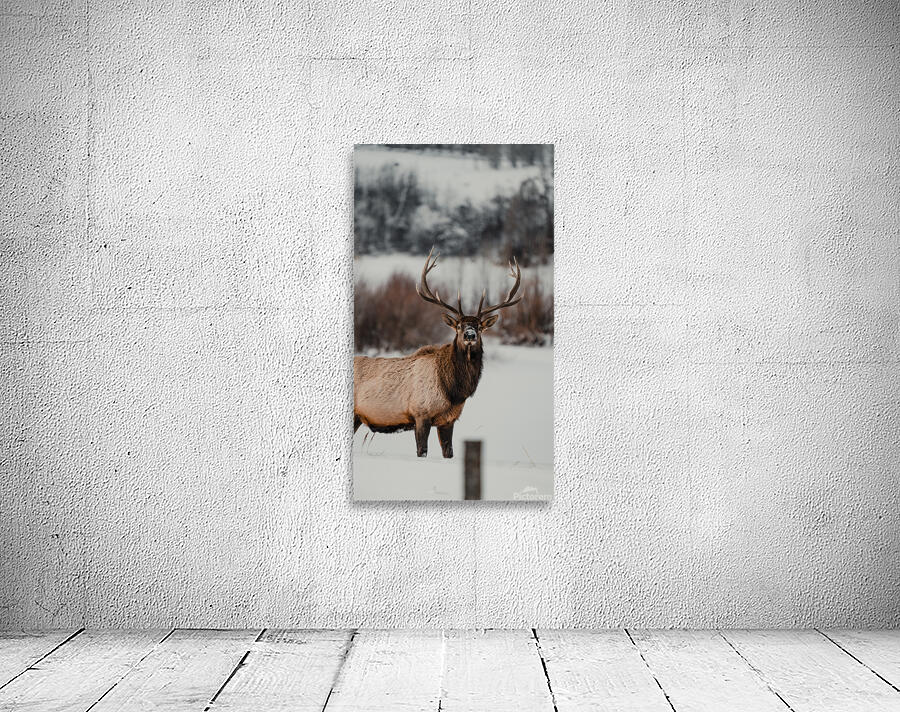 Mr. Bull Wall Preview