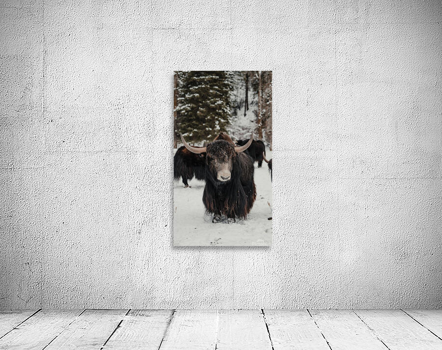 The Yak Wall Preview