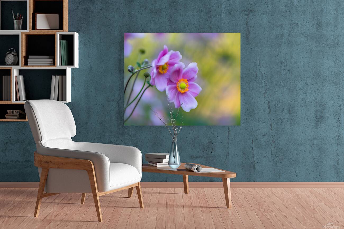 Anemone Reproduction