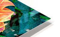 Fall Dahlia HD Metal print