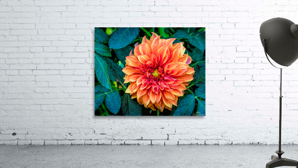 Fall Dahlia Wall Preview