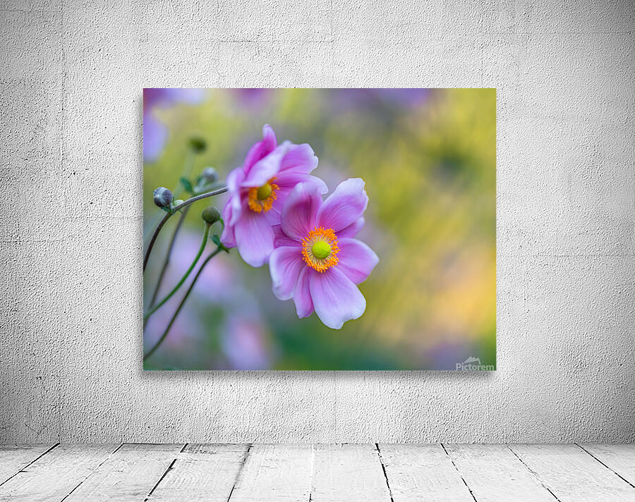 Anemone Wall Preview