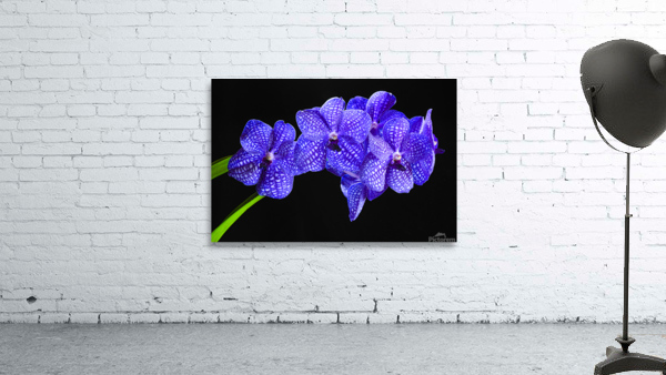 Dramatic Orchids Wall Preview