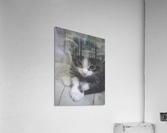 Tabby Mix Kitten  Acrylic Print